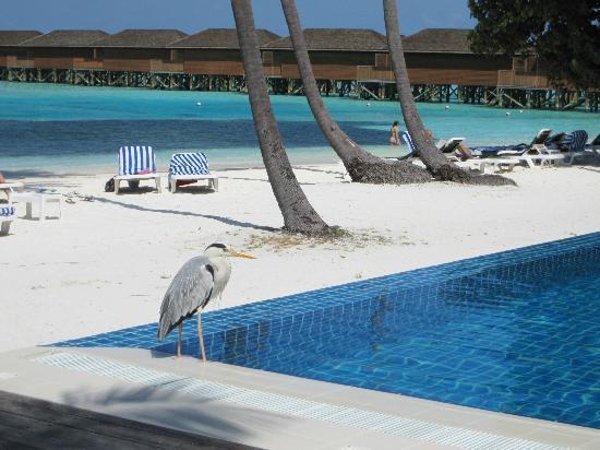 Отель Meeru Island Resort 4*