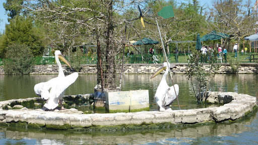 Зоопарк, остров с пеликанами