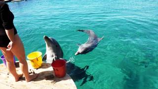 Кормление дельфинов