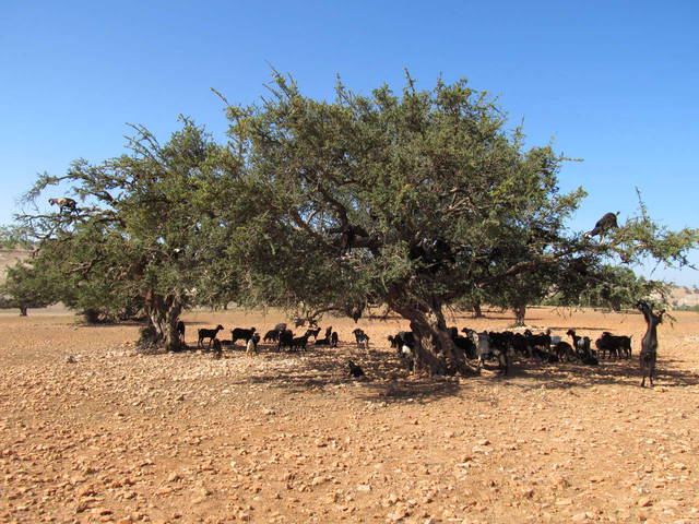 козы на Аргановом дереве